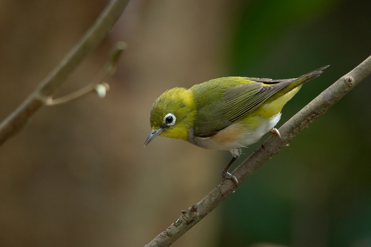 Chestnut-flanked White-eye - ML291815991