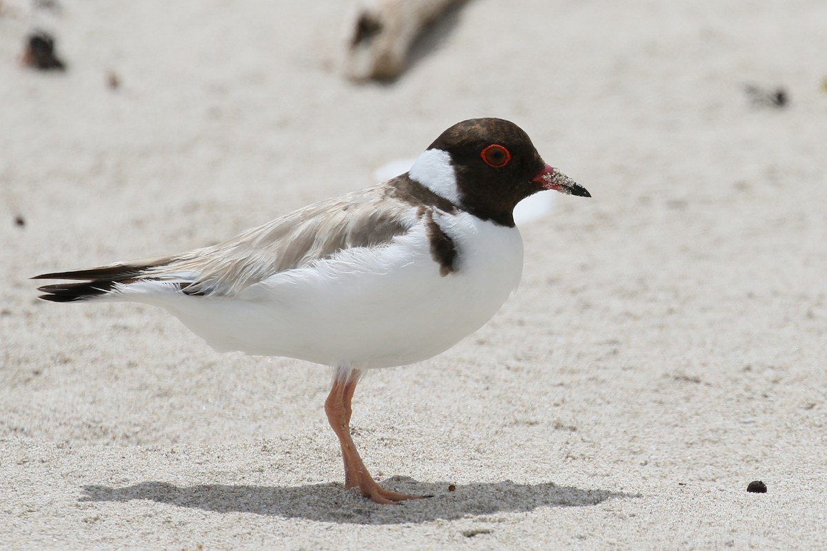 Hooded Plover - Jan Andersson