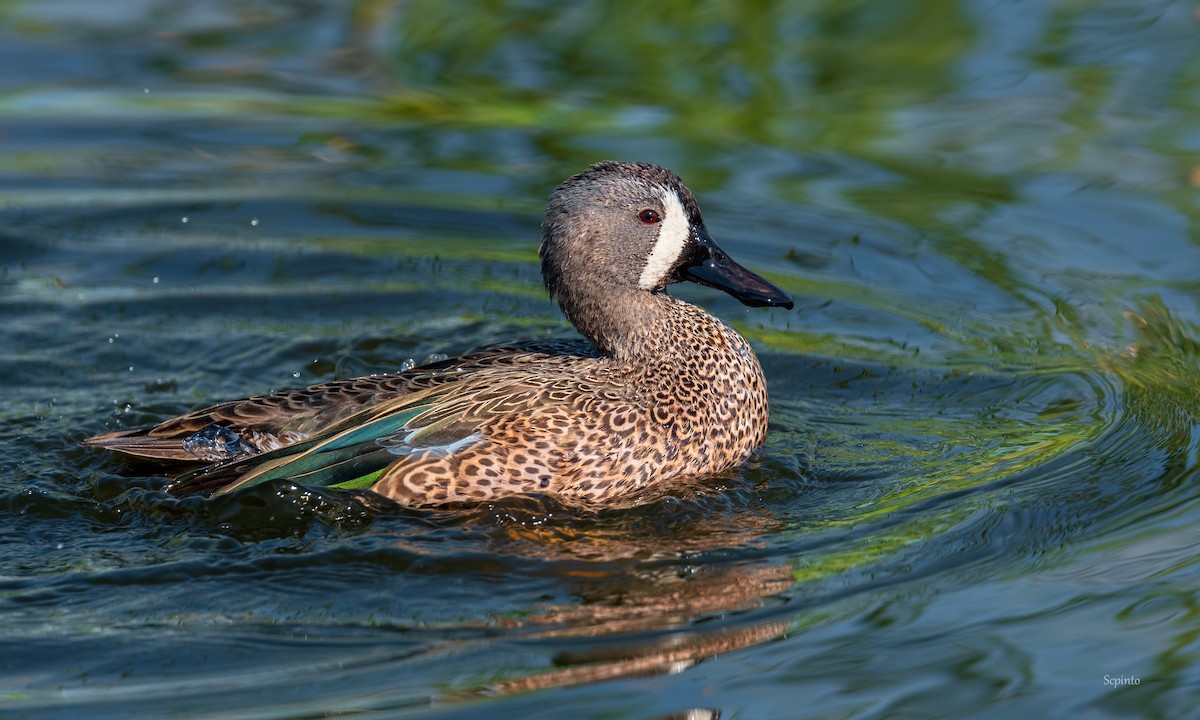 Blue-winged Teal - ML291817231