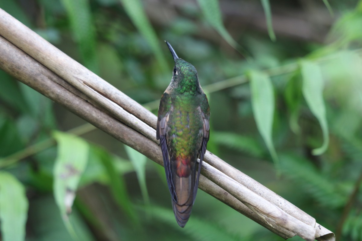 Rufous-tailed Hummingbird - ML291818401