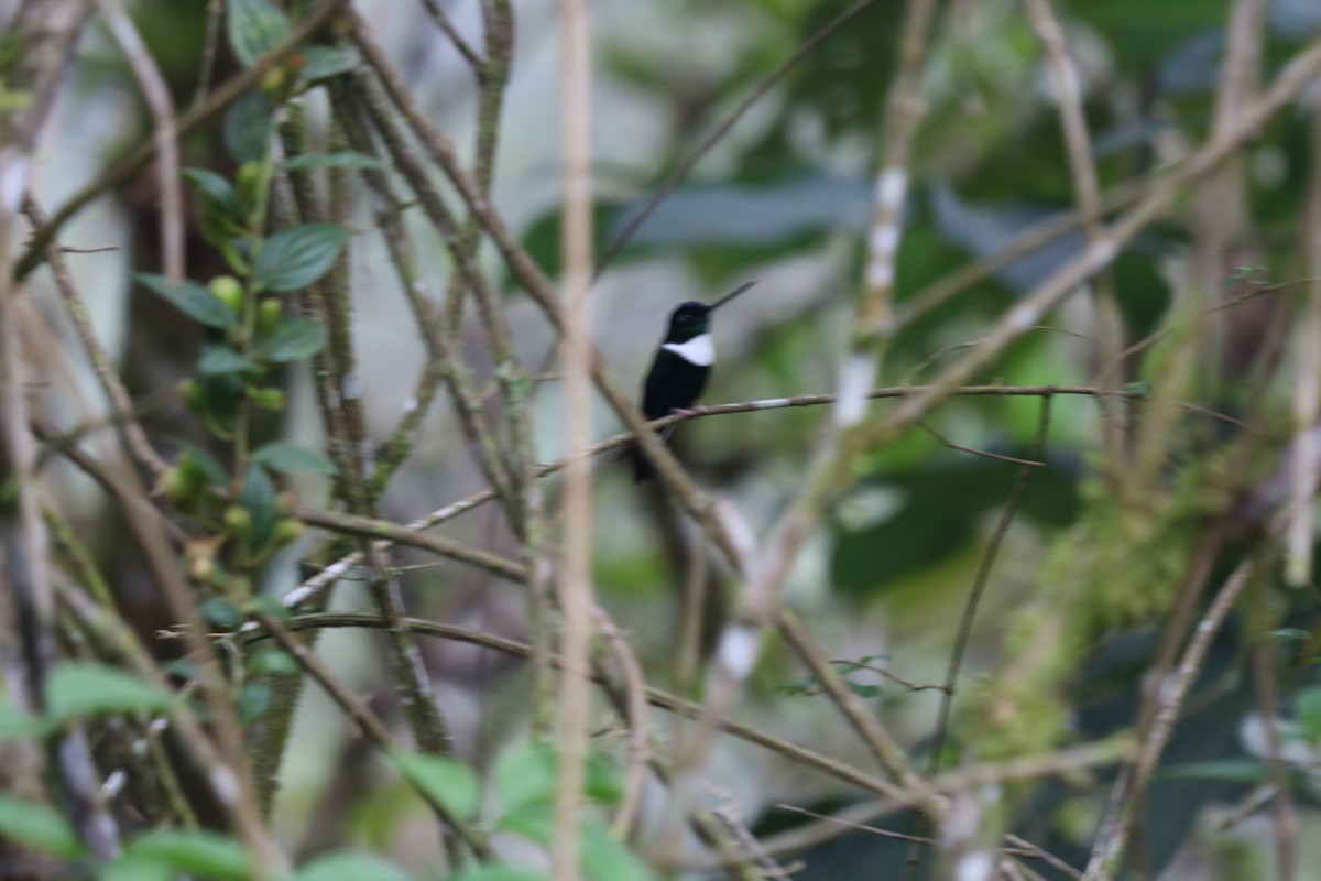 Collared Inca - ML291818501