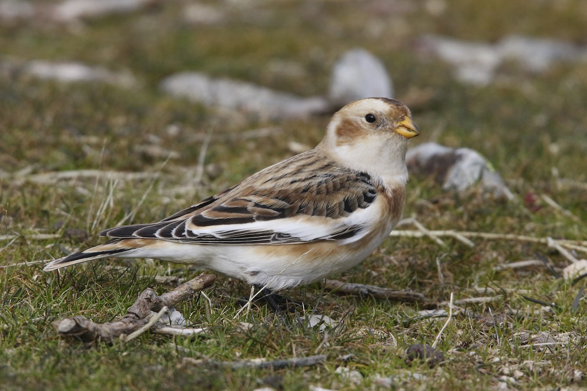 Snow Bunting - ML291824691