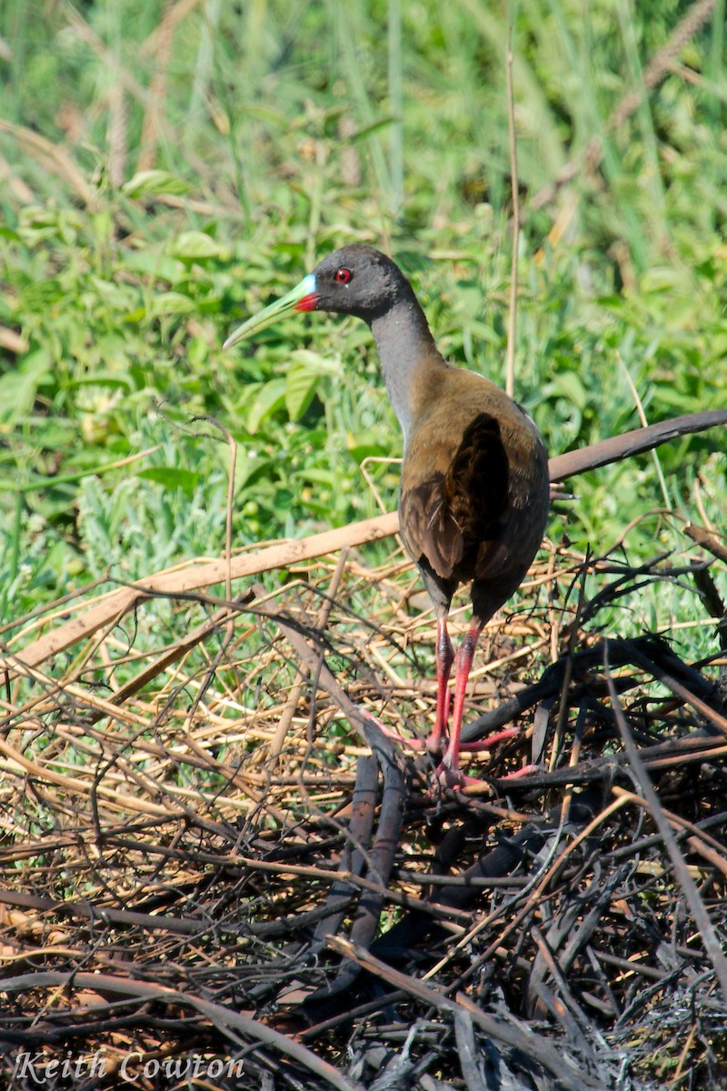 Plumbeous Rail - Keith Cowton