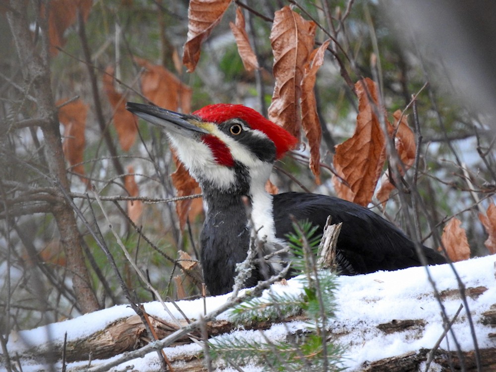 Pileated Woodpecker - ML291825381