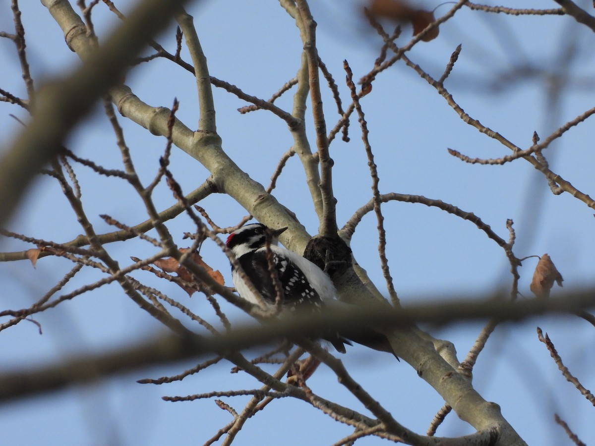Downy Woodpecker - ML291825941