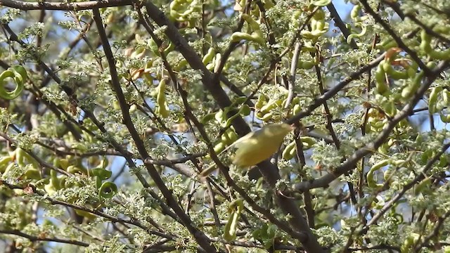 Mosquitero de Tickell - ML291829291