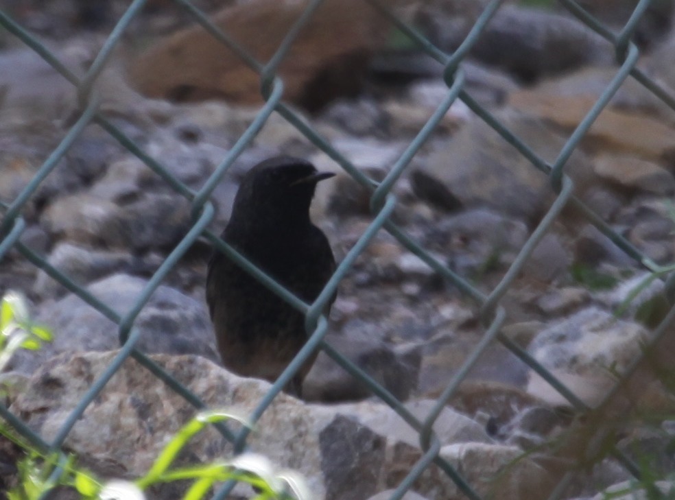 Black Redstart - ML291829491