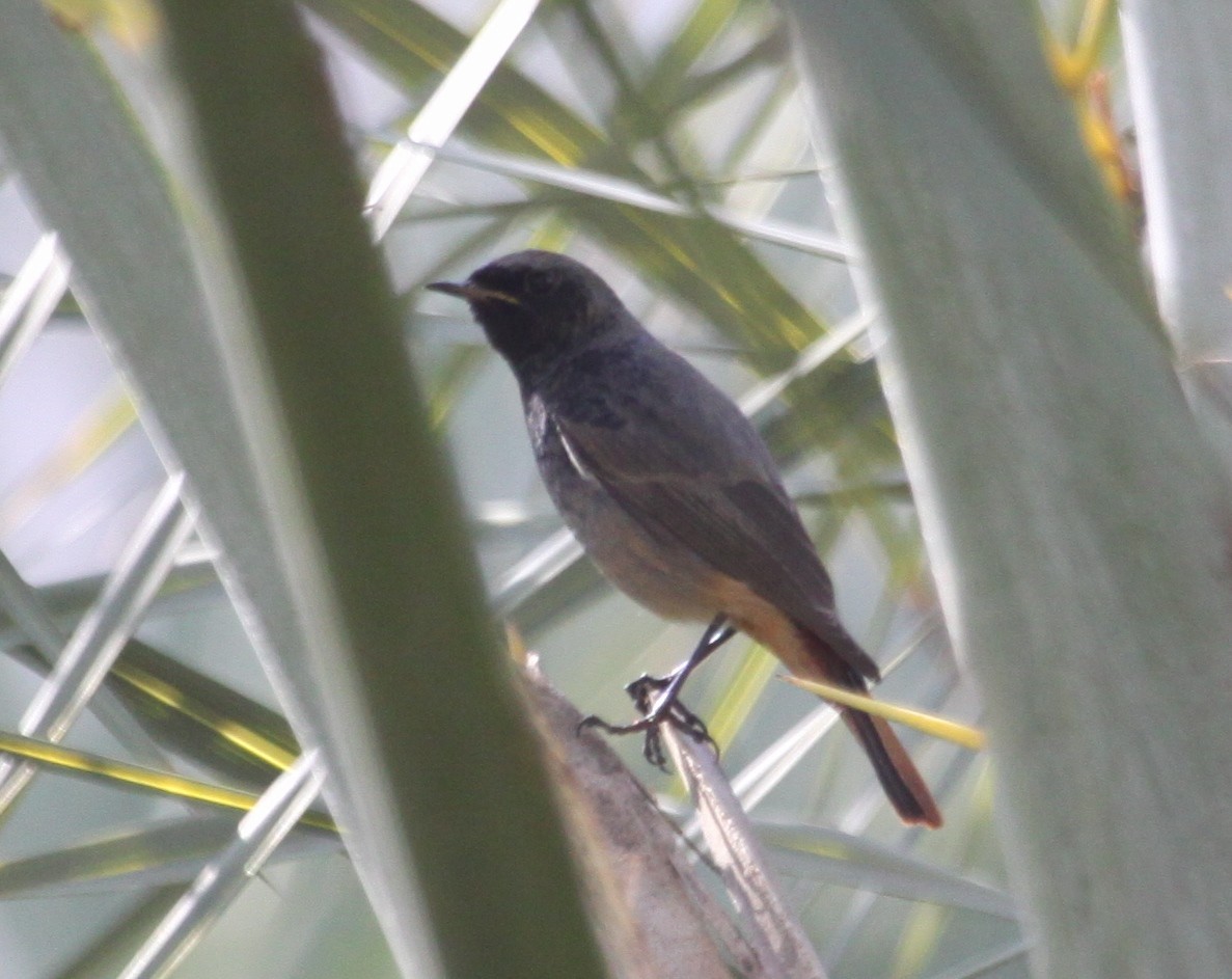 Black Redstart - ML291829501