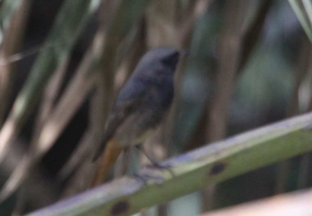 Black Redstart - ML291829511