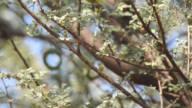 Tickell's Leaf Warbler (Tickell's) - ML291829571