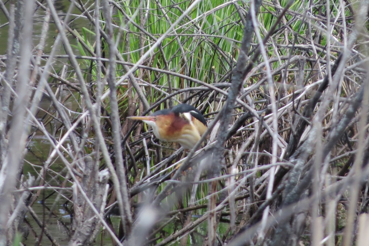 Least Bittern - ML29183151