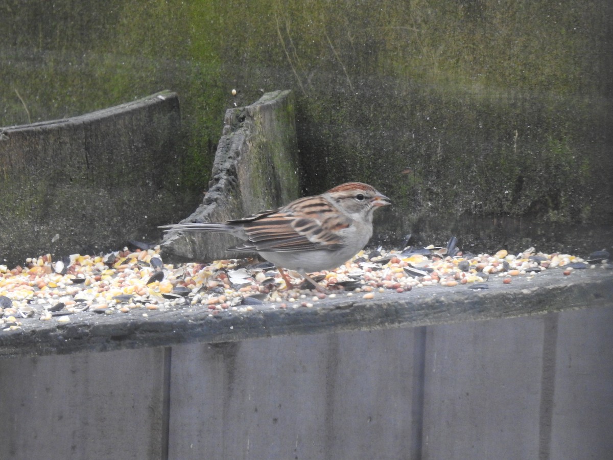 Chipping Sparrow - ML291831671