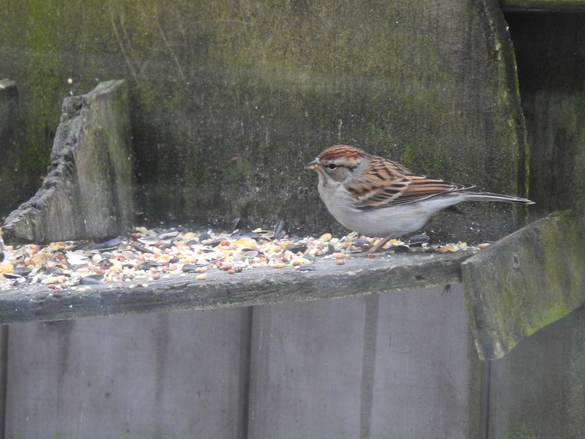 Chipping Sparrow - ML291831691