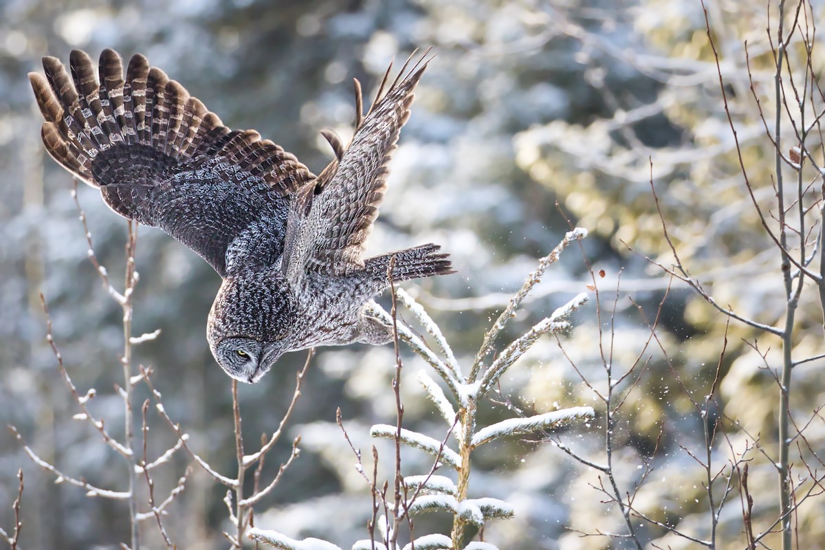 Great Gray Owl - Anne Auclair  Moe