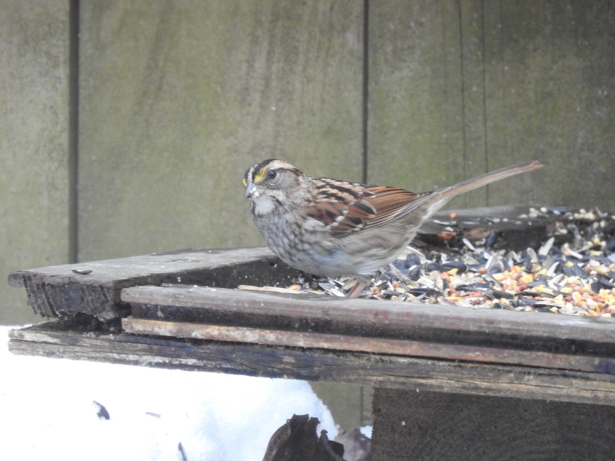 White-throated Sparrow - ML291832831