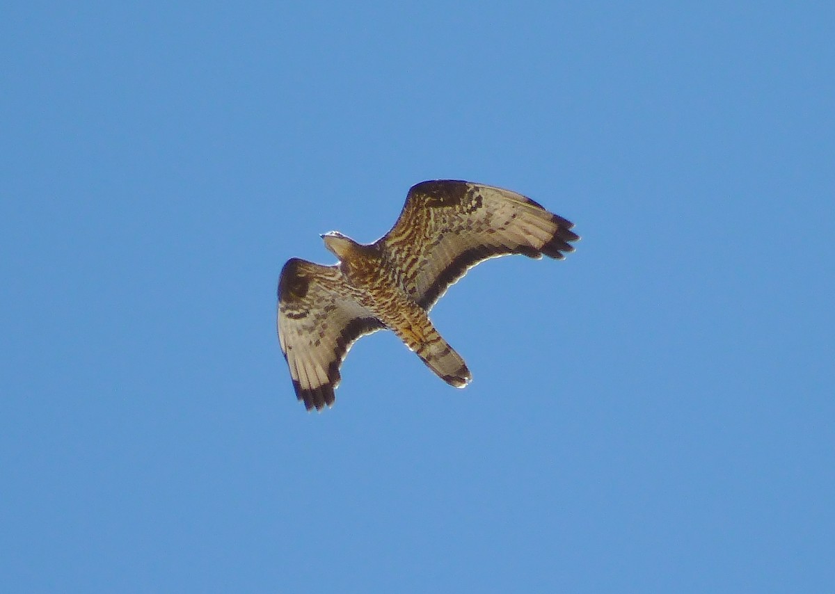 European Honey-buzzard - ML291833721