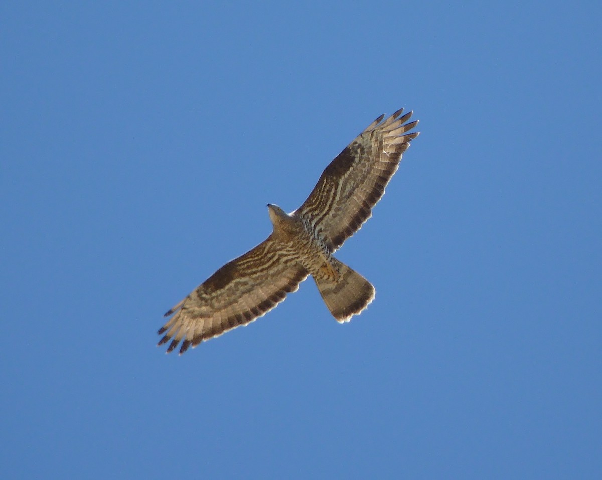 European Honey-buzzard - ML291833751