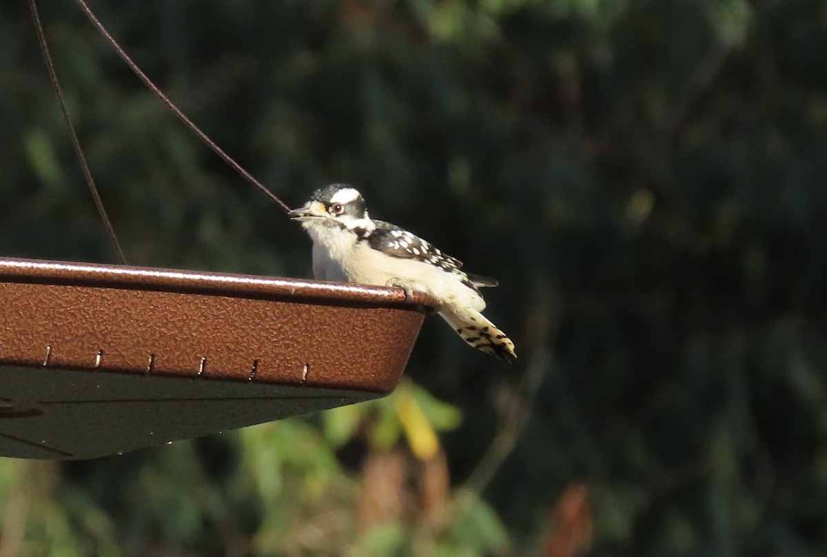 Downy Woodpecker - ML291833811