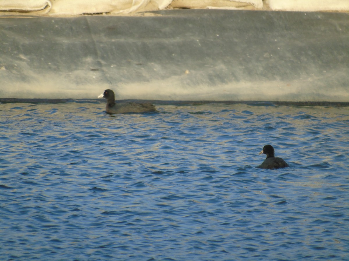 Eurasian Coot - Carlos Pereira