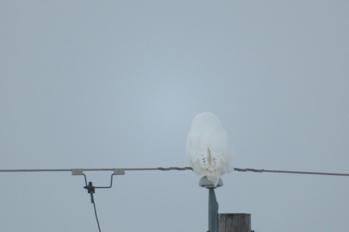 Snowy Owl - ML291836531