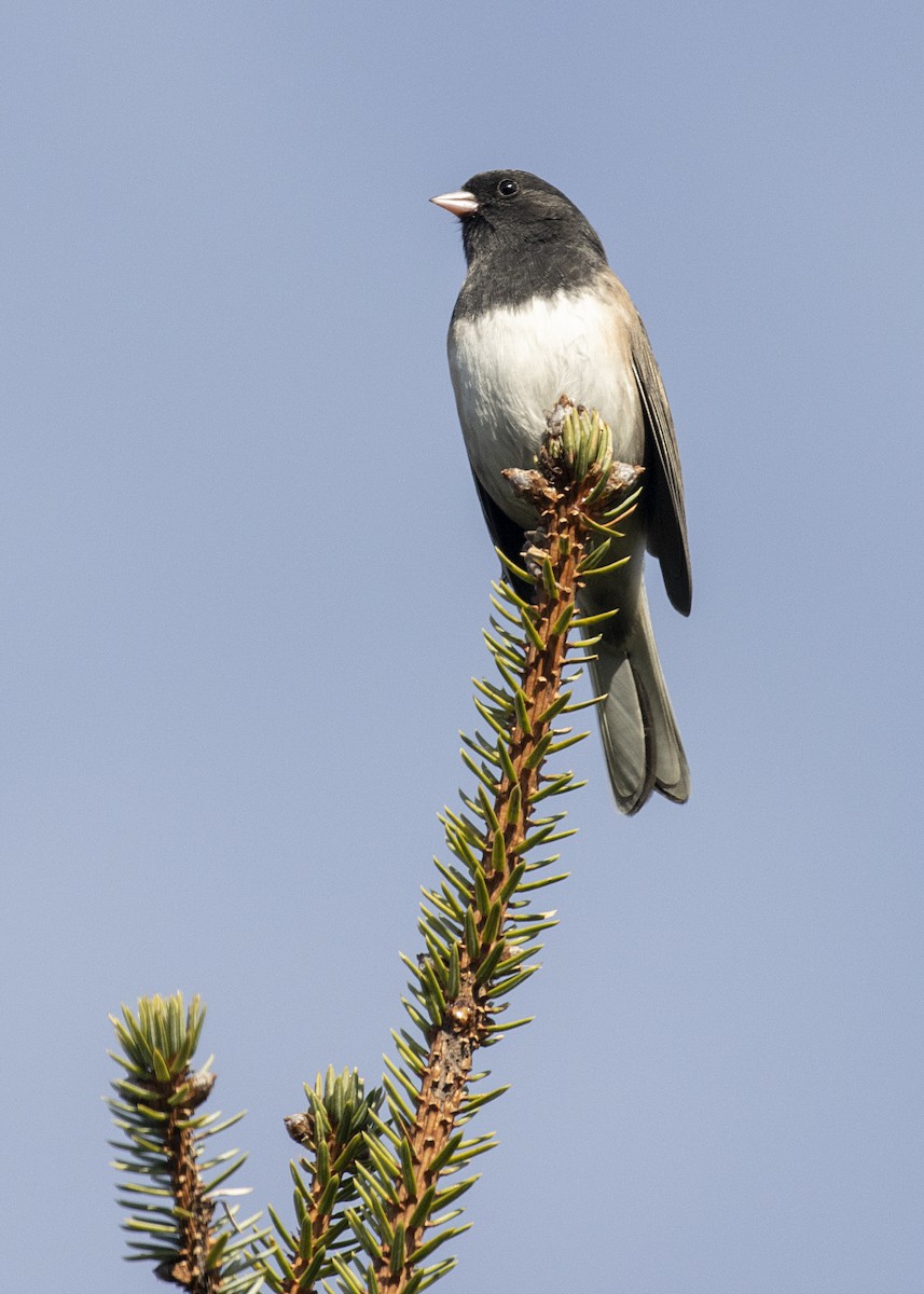 Dark-eyed Junco (Oregon) - Rachel Holzman