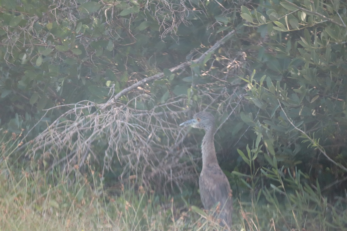 Yellow-crowned Night Heron - ML291841231