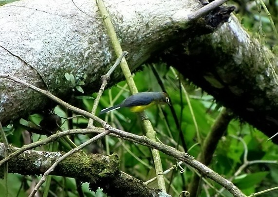 Paria Redstart - Lorenzo Calcaño