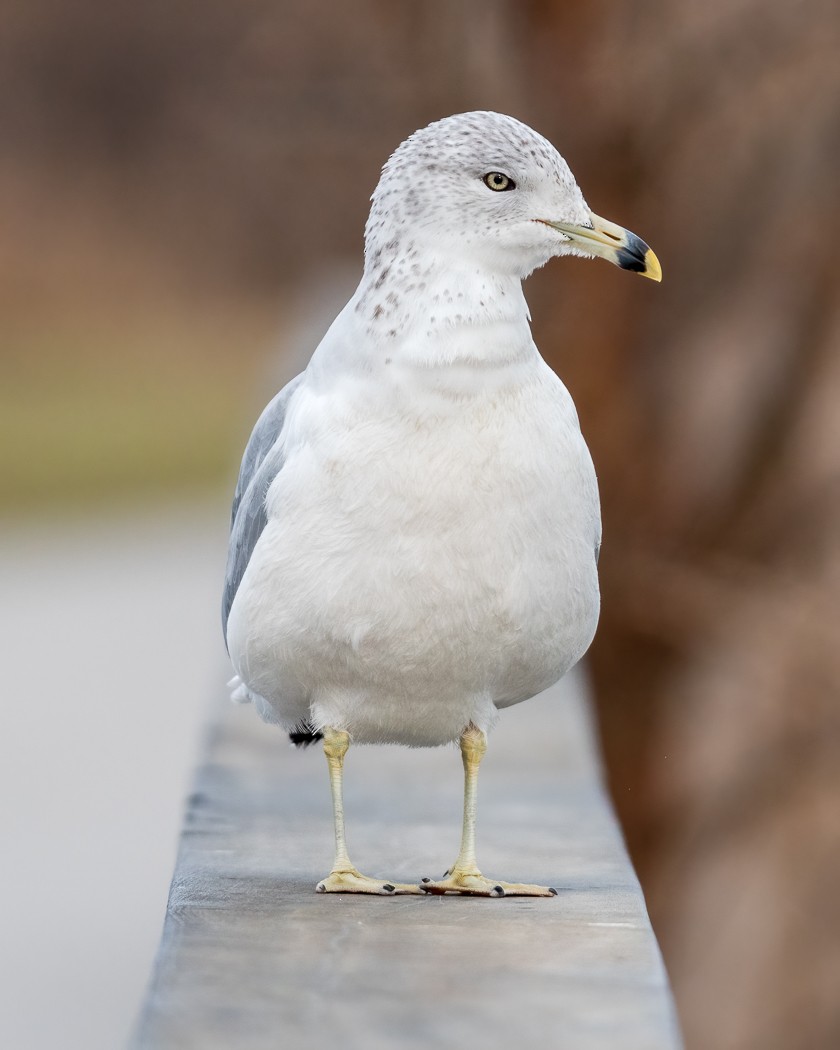 Ring-billed Gull - ML291843661