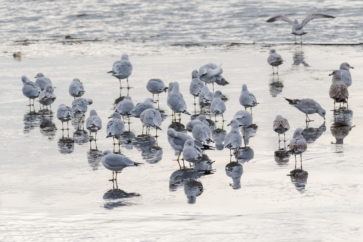 Ring-billed Gull - ML291843681