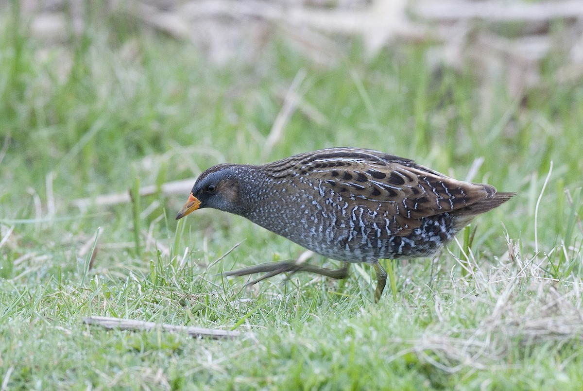 Spotted Crake - benny cottele