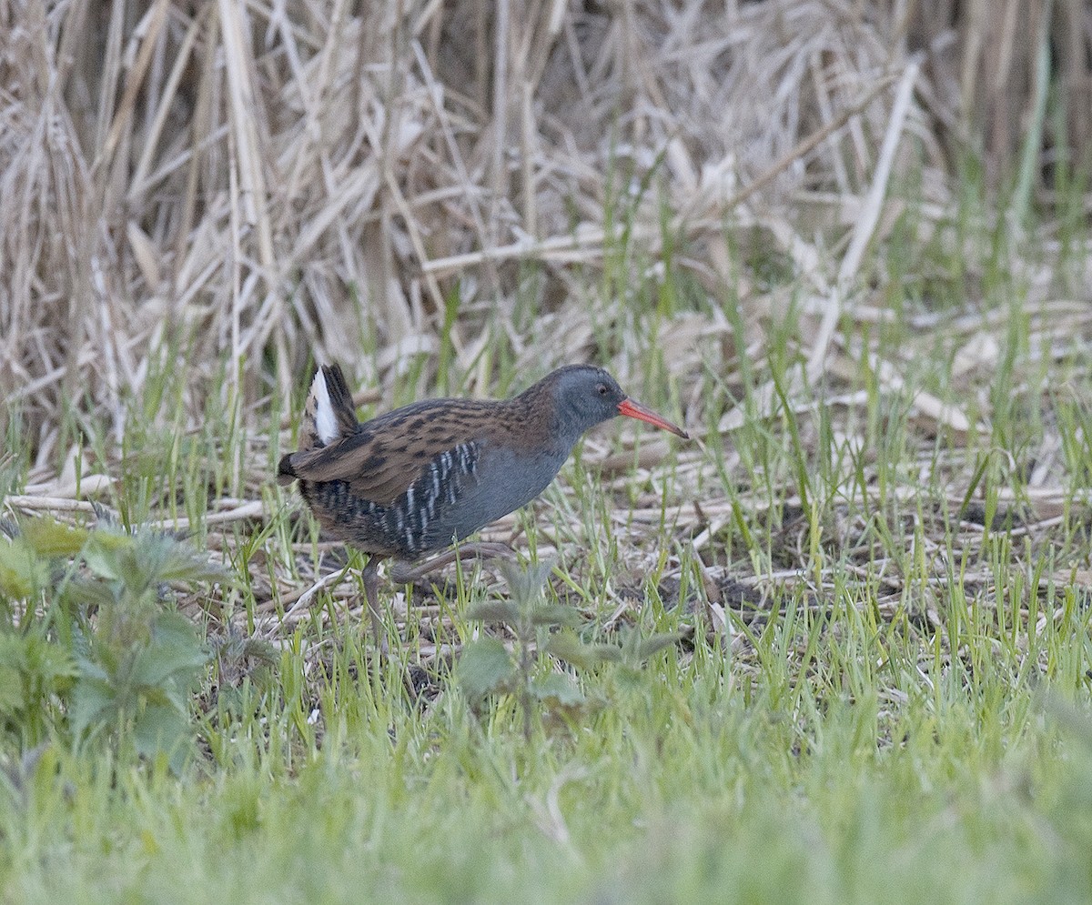 Water Rail - benny cottele