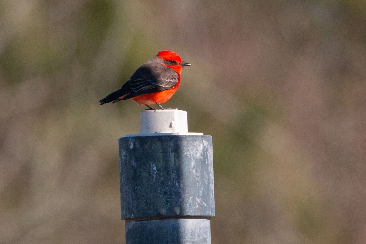 Vermilion Flycatcher - ML291847701