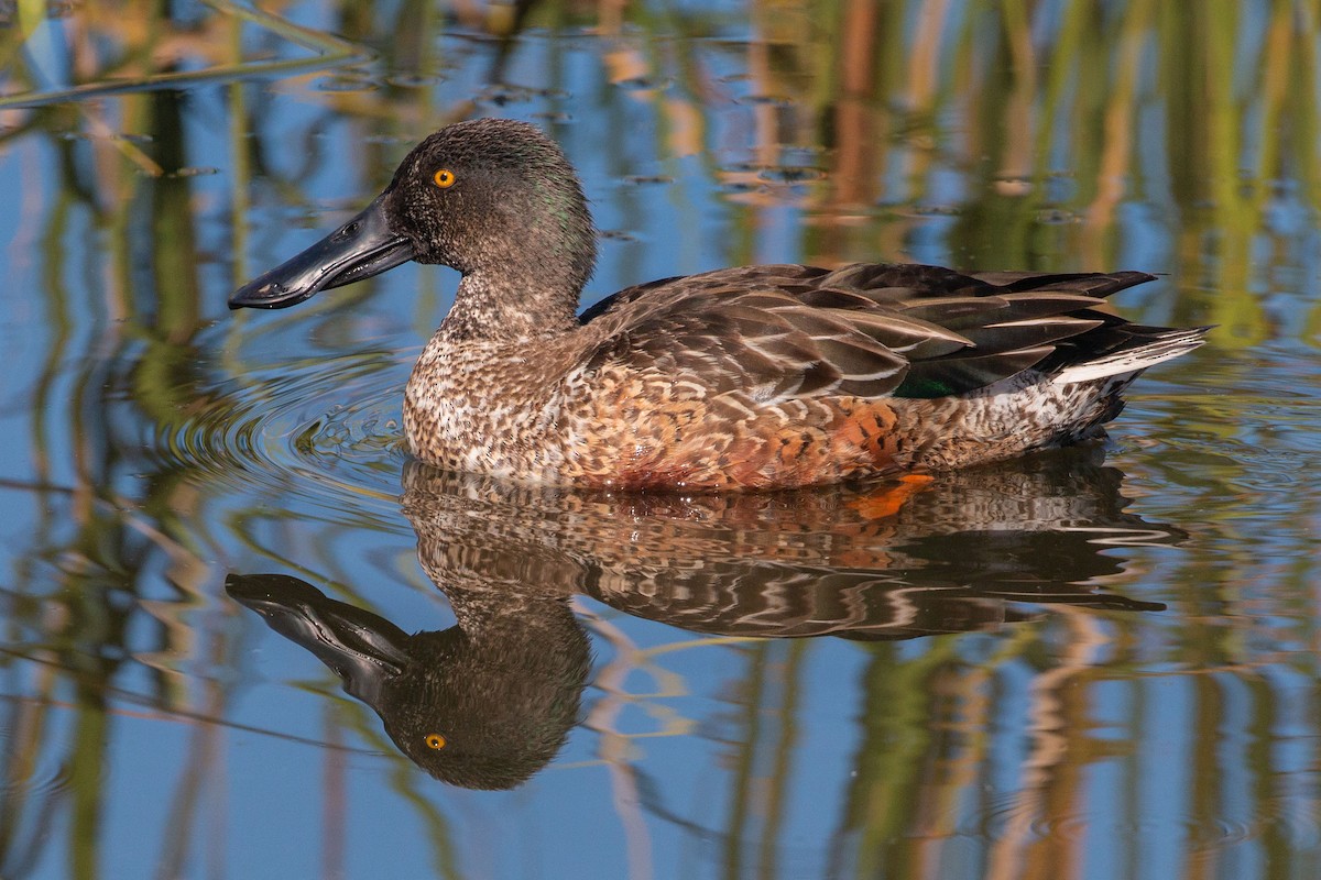 Northern Shoveler - Steve Metchis