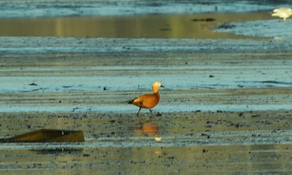 Ruddy Shelduck - ML291849131