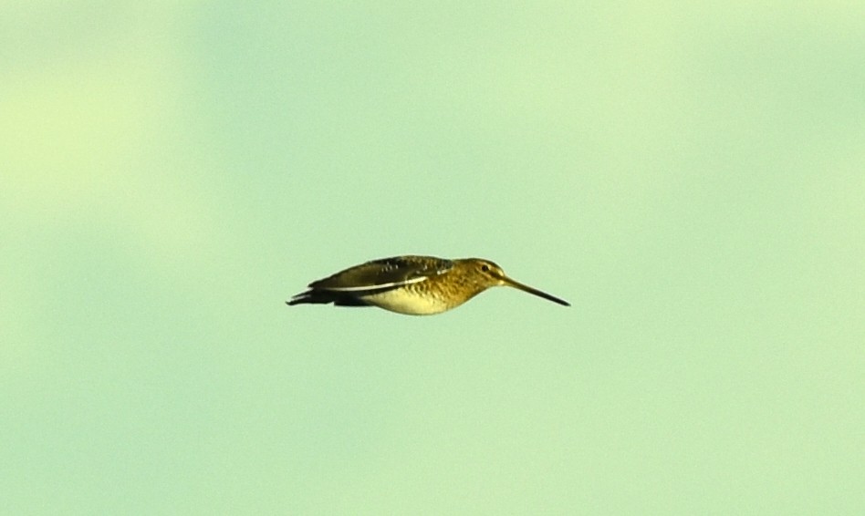 Common Snipe - Blair Whyte