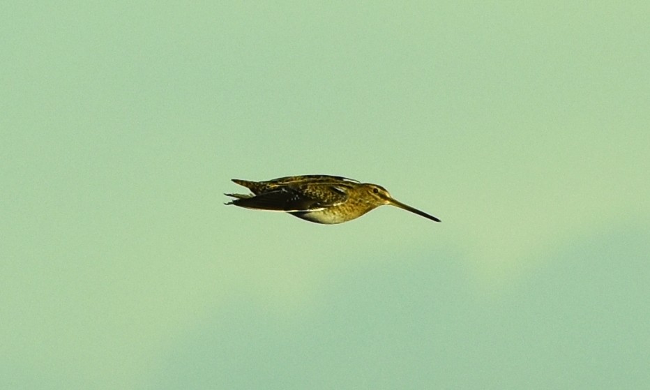 Common Snipe - Blair Whyte