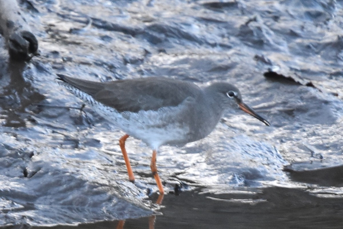 Common Redshank - ML291849341