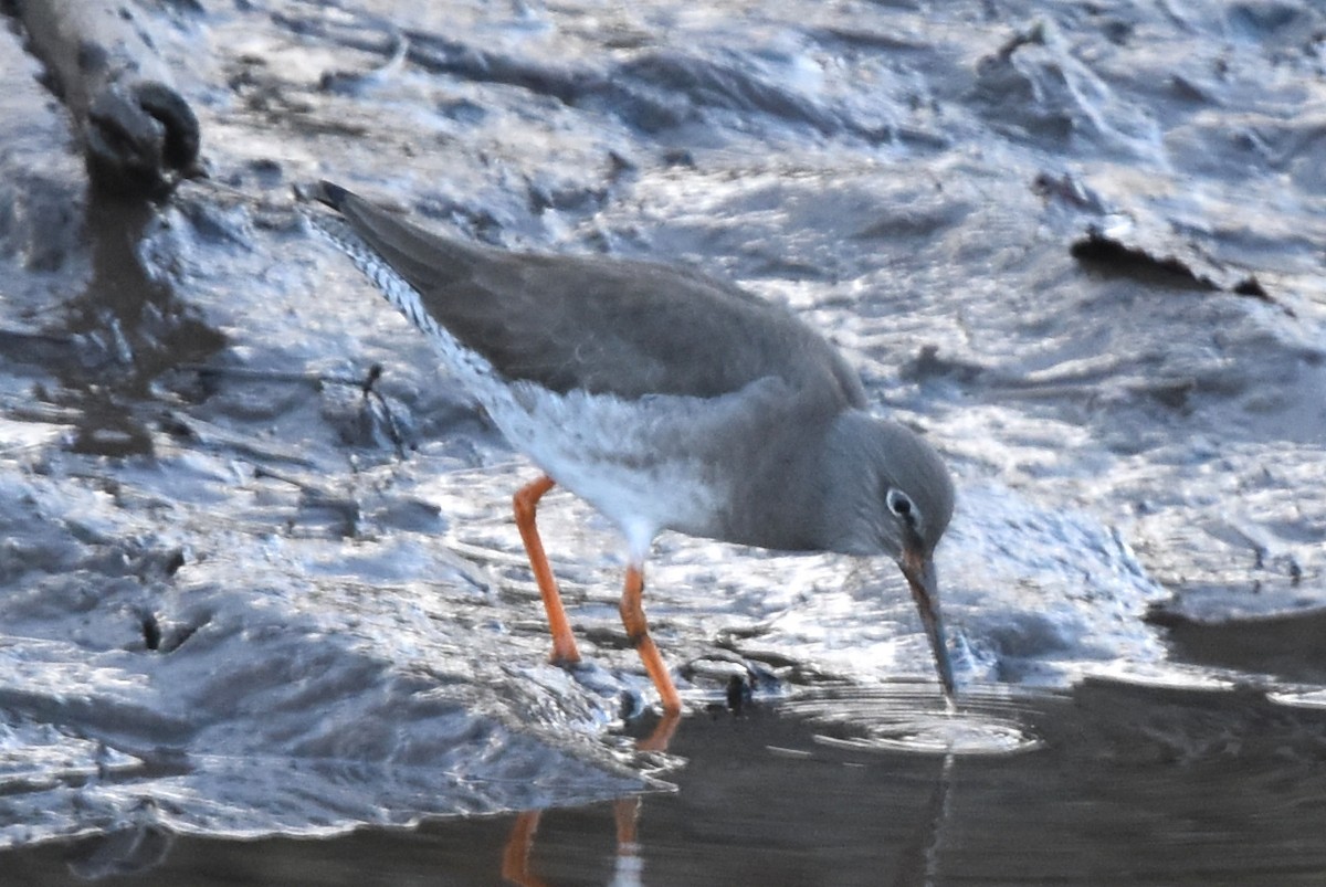 Common Redshank - ML291849371