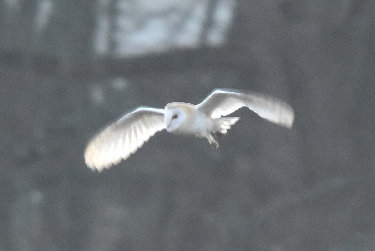 Barn Owl - ML291849421