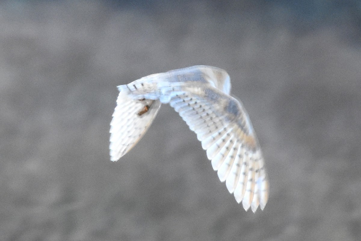 Barn Owl - ML291849481