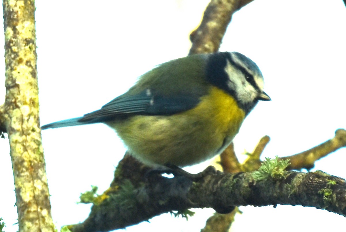 Eurasian Blue Tit - Blair Whyte