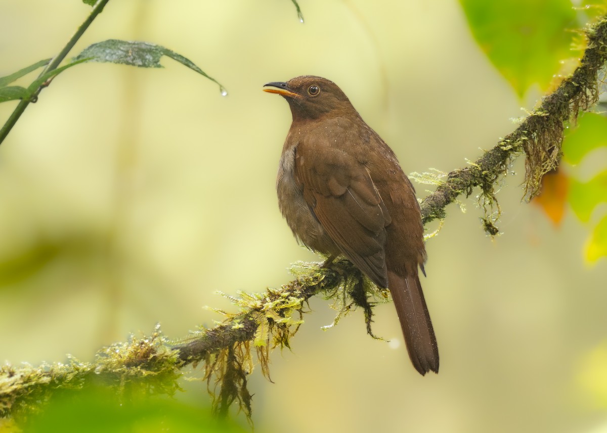 Rufous-brown Solitaire - Alex Luna