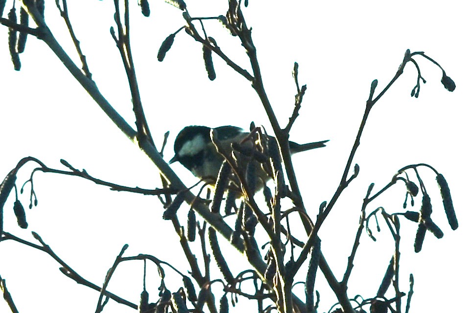 Coal Tit - ML291849691