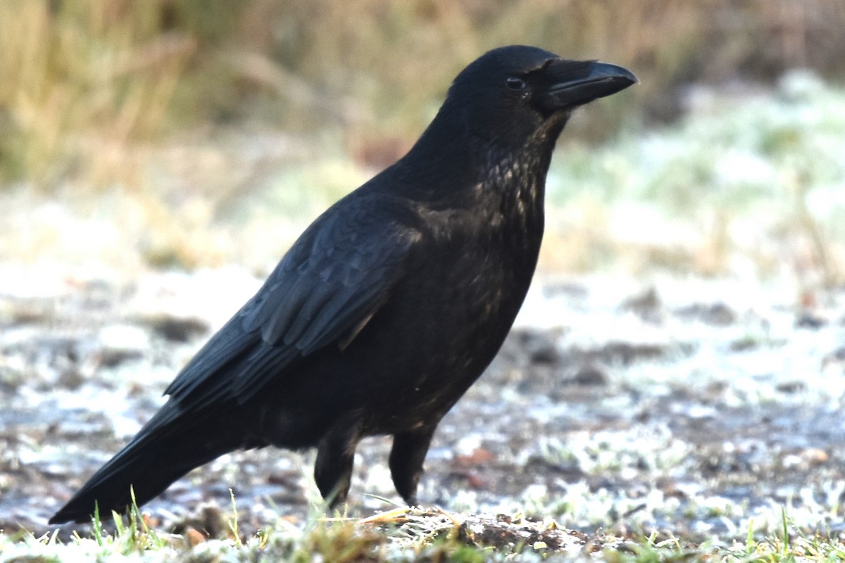 Carrion Crow - ML291849731