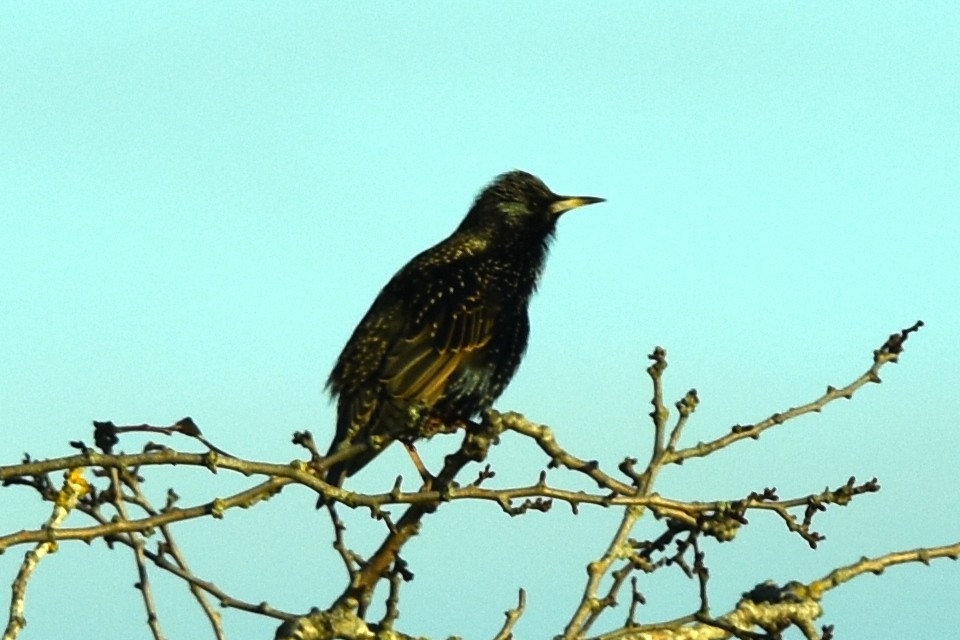 European Starling - ML291849741