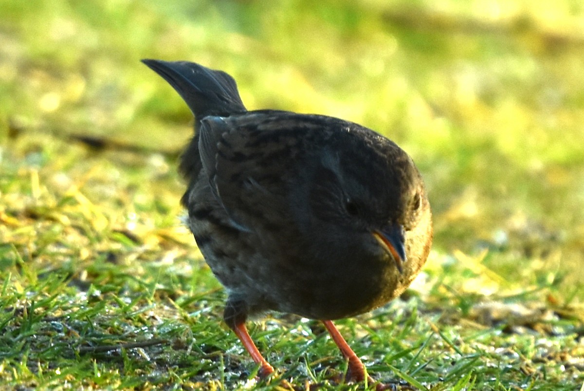 Dunnock - ML291849811