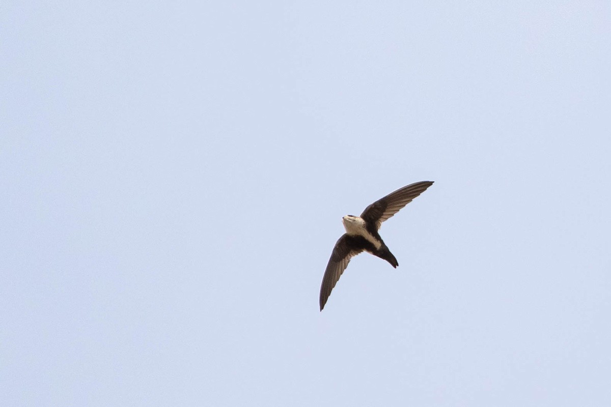 White-throated Swift - ML291853621