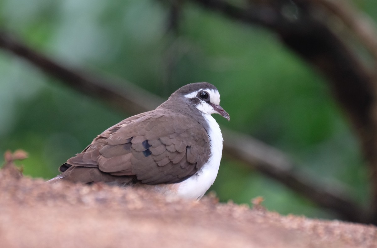 Tambourine Dove - ML291855211