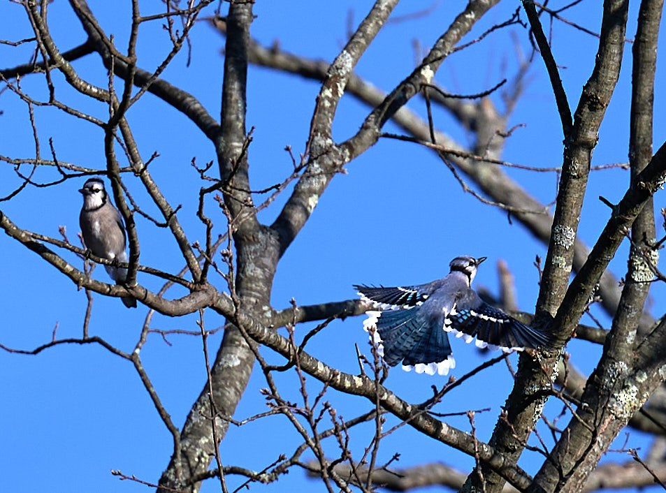 Blue Jay - ML291855861