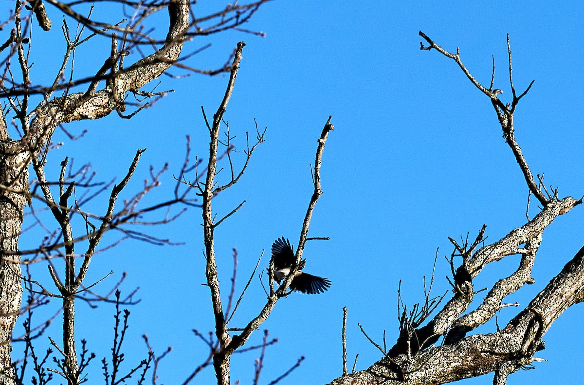 Blue Jay - ML291856861